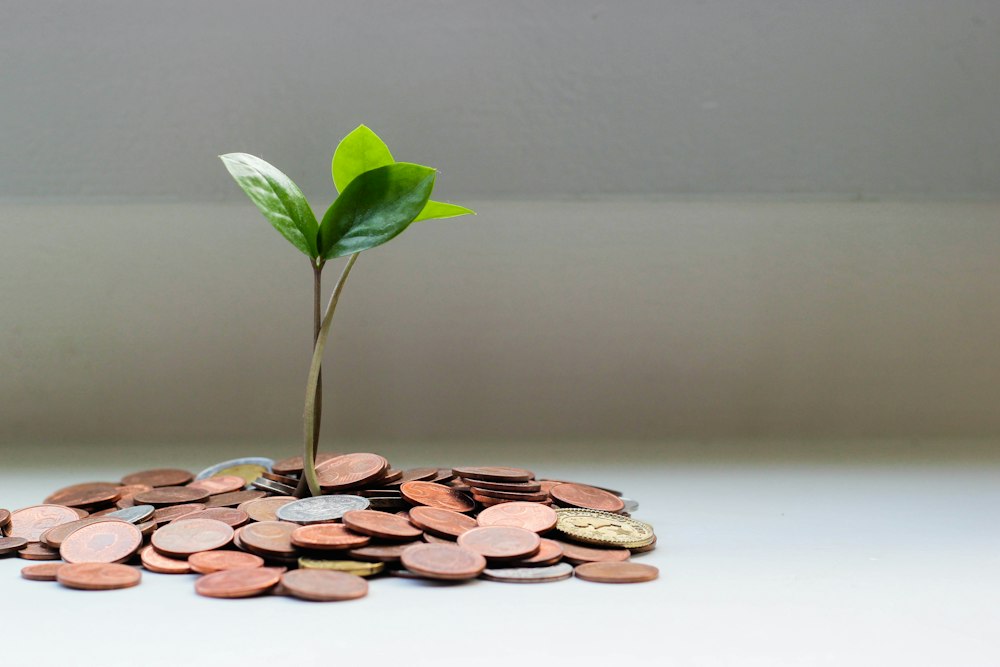 Green plant growing out of a pile of coins